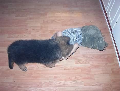 Schæferhund yoko billede 4