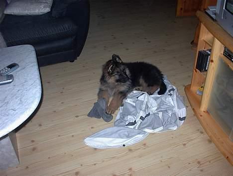 Schæferhund yoko billede 5