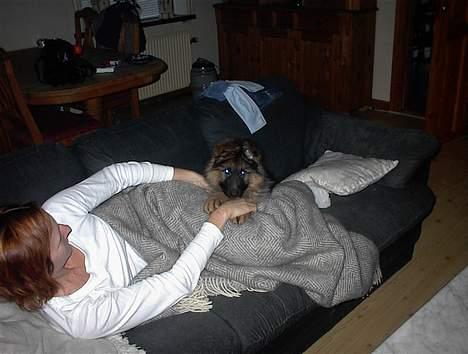 Schæferhund yoko billede 6