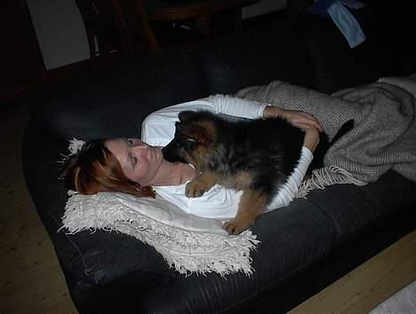 Schæferhund yoko billede 7