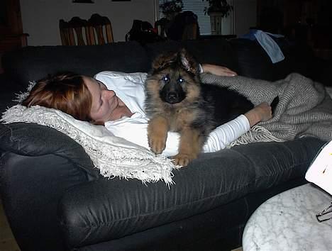 Schæferhund yoko billede 8