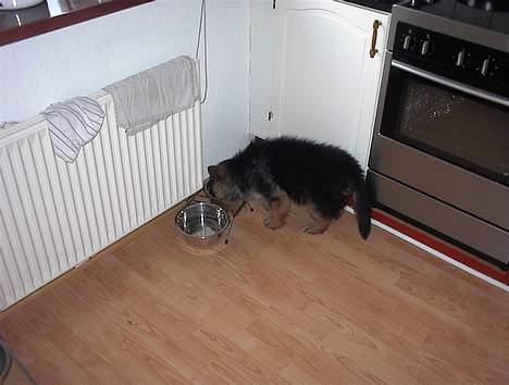 Schæferhund yoko billede 10