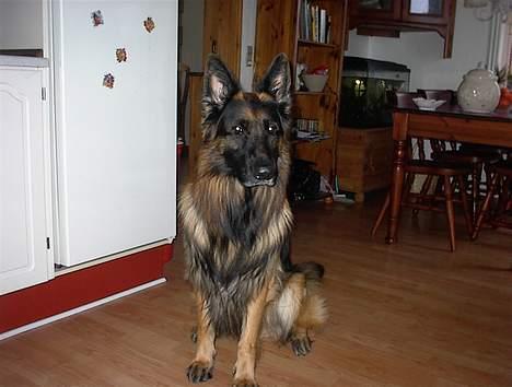 Schæferhund Rex billede 6