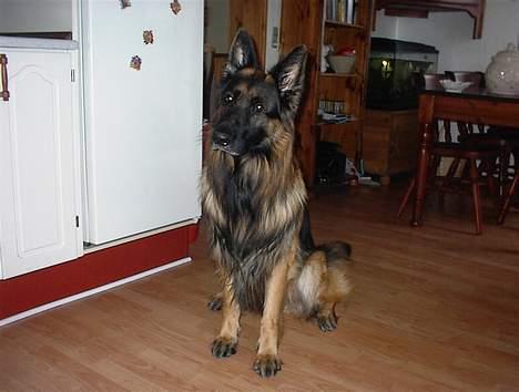 Schæferhund Rex billede 7