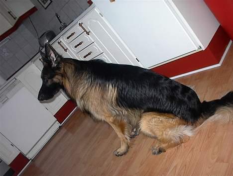 Schæferhund Rex billede 8