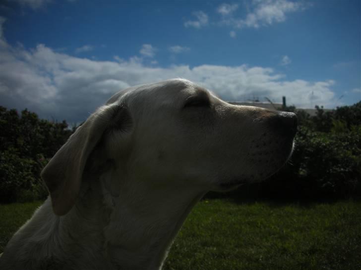 Labrador retriever Siff - R.I.P.  - Juli 07 billede 13