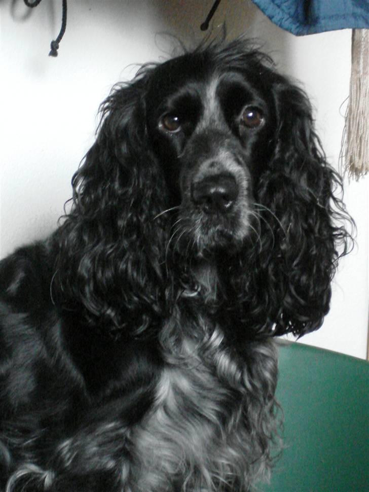Cocker spaniel Sille <3 - Sille i sin kurv (: billede 18