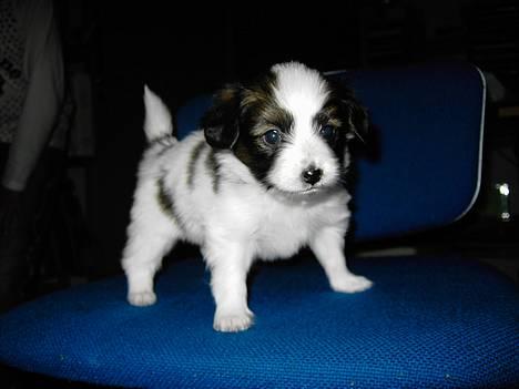 Papillon Tikki billede 1