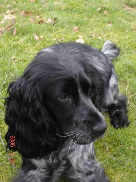 Cocker spaniel Sille <3 - :´) - Elsker det her billed <3 billede 19
