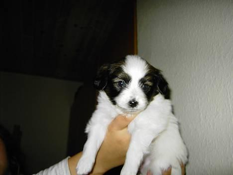 Papillon Tikki - tikkis søskene  billede 2