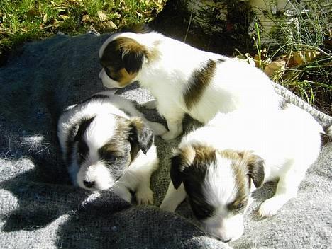 Papillon Tikki - Tikkis søskene billede 3