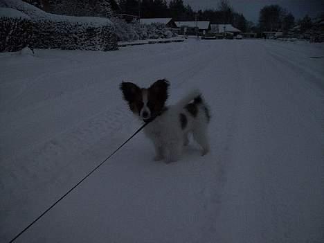 Papillon Tikki - Tikki i sneen :) billede 4