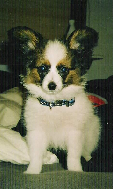 Papillon Tikki billede 5