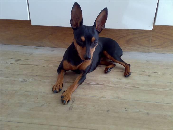 Dvaergpinscher tulle billede 6