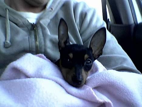 Dvaergpinscher tulle billede 7