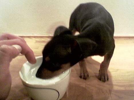 Dvaergpinscher tulle billede 8