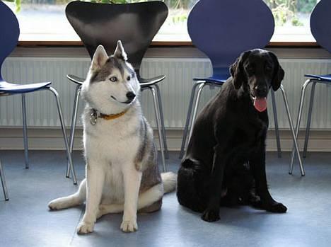 Flat coated retriever Zoa - hundene som demo hunde hos dyrlæge billede 20