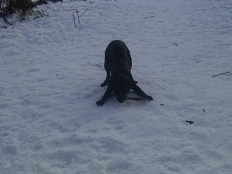 Labrador retriever Keano - Skal du tage min pind?  billede 1