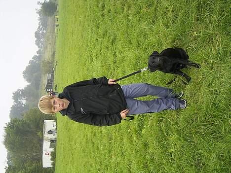 Labrador retriever Keano - En af gangene til hundetræning er jeg ikke dygtig ? billede 2