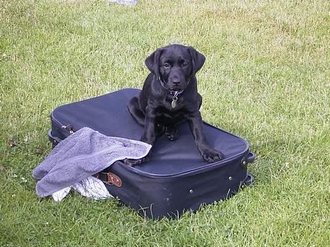 Labrador retriever Keano - Ferie JUBIII !!  billede 3