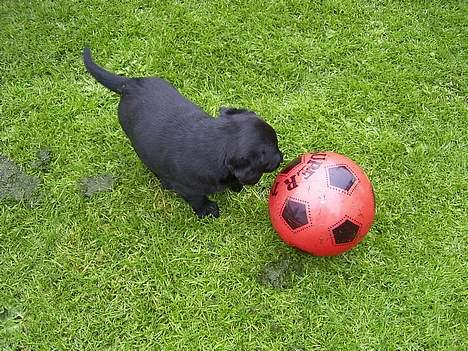 Labrador retriever Keano - Selv da jeg var helt lille kunne jeg bare det med en bold  billede 4