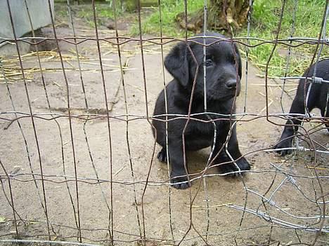 Labrador retriever Keano - Dette billede er inden jeg kommer hjem til mit nye hjem  billede 5