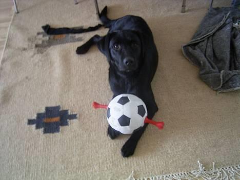 Labrador retriever Keano - Er den ikk smart den fik jeg i julegave (meget glad)  billede 7