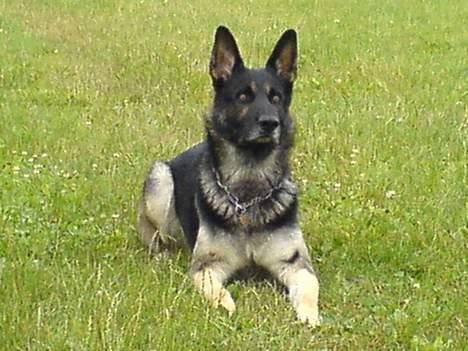 Schæferhund Carlo - Carlo billede 1