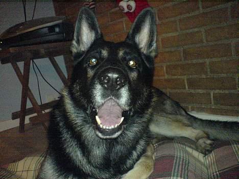 Schæferhund Carlo - Møz mig... billede 2