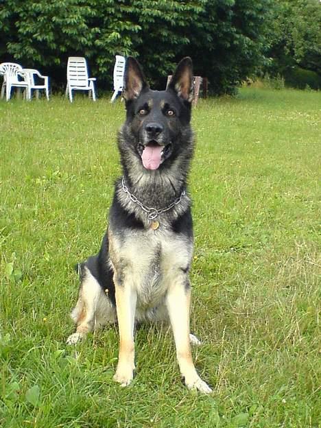 Schæferhund Carlo - Nu sidder jeg pænt, gi´ mig så den bold billede 3