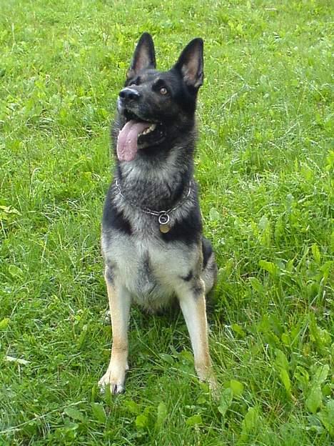 Schæferhund Carlo billede 4