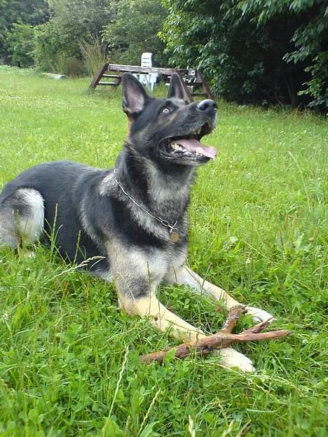 Schæferhund Carlo billede 5