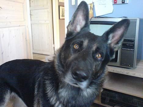 Schæferhund Carlo - Sir´du gå tur? billede 6