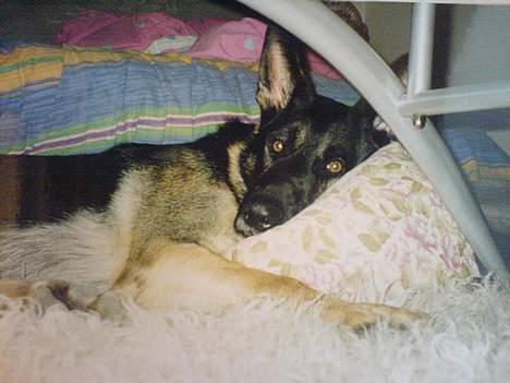 Schæferhund Carlo - Så skal der soves...... godnat. billede 7