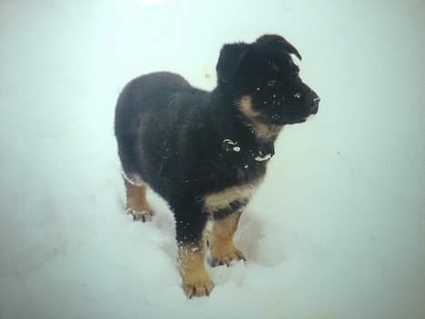 Schæferhund Carlo - Carlo 9 uger billede 8