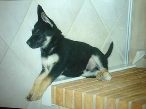 Schæferhund Carlo - Godnat og sov godt billede 9