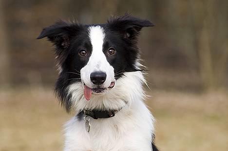 Border collie Vodka - *nyt* Tosafoto billede 1