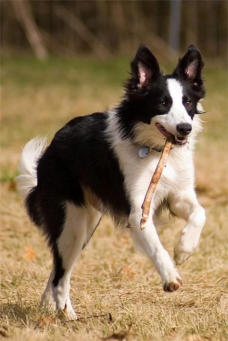 Border collie Vodka - *nyt* Tosafoto billede 2
