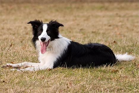 Border collie Vodka - *nyt* Tosafoto billede 3
