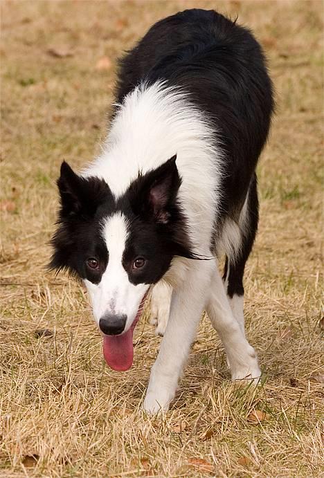 Border collie Vodka - *nyt* Tosafoto billede 4