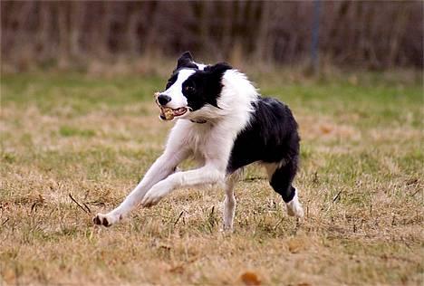 Border collie Vodka - *nyt* Tosafoto billede 5