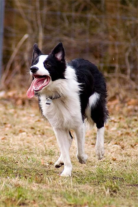 Border collie Vodka - *nyt* Tosafoto billede 6