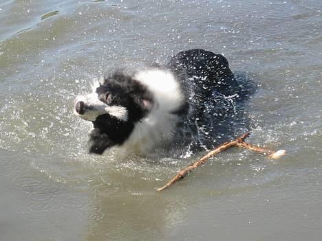 Border collie Vodka - Rystetur Billede taget af Dina W billede 7