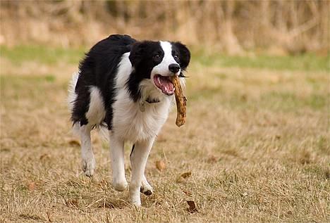 Border collie Vodka - *nyt* Tosafoto billede 8