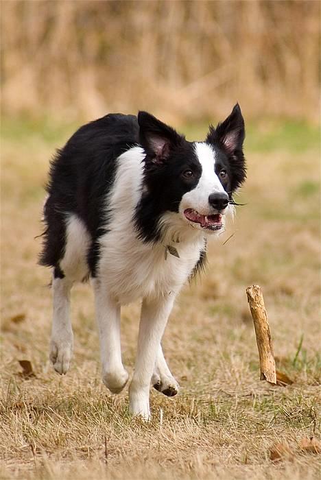 Border collie Vodka - *nyt* Tosafoto billede 9