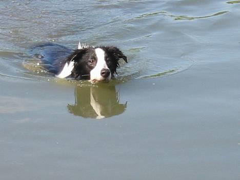 Border collie Vodka - Svømmehunden Vodka Billede taget af Dina W billede 10