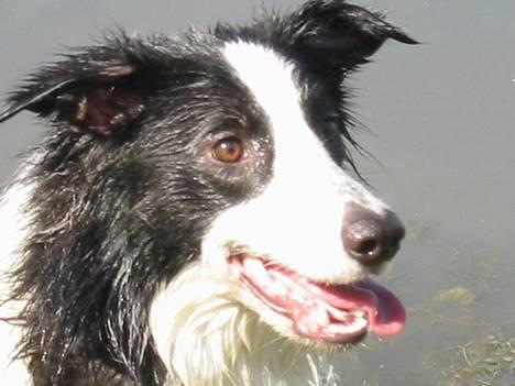 Border collie Vodka - Hvem sagde lalleglad? Billede taget af Dina W billede 11