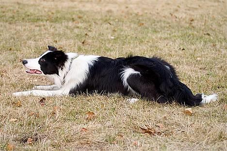 Border collie Vodka - *nyt* Tosafoto billede 12