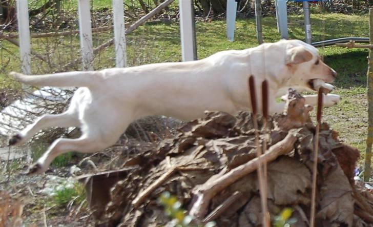 Labrador retriever Siff - R.I.P.  - Påsken 07 billede 15