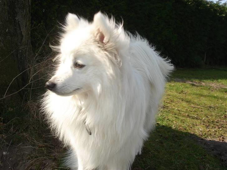 Japansk spids Sonny - smukke. billede 9